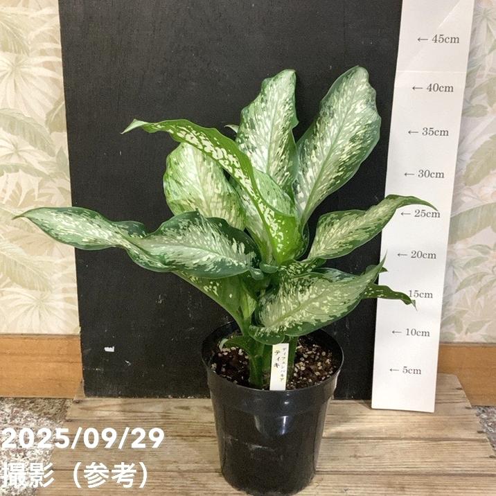 ディフェンバキア ティキ 5号｜観葉04-PA | 観葉・多肉 | 赤塚植物園