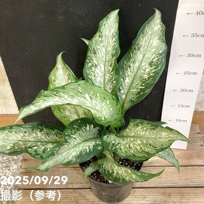 ディフェンバキア ティキ 5号｜観葉04-PA | 観葉・多肉 | 赤塚植物園