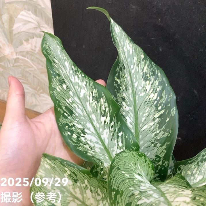 ディフェンバキア ティキ 5号｜観葉04-PA | 観葉・多肉 | 赤塚植物園