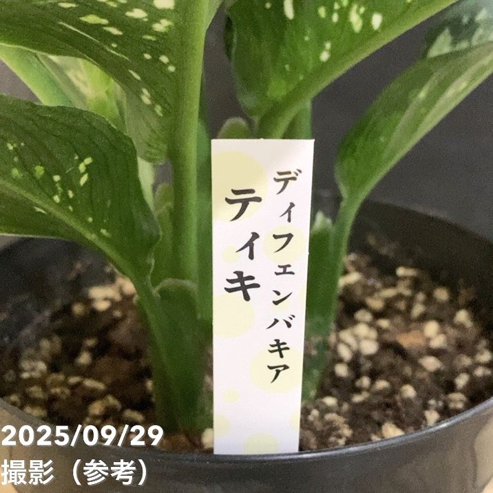 ディフェンバキア ティキ 5号｜観葉04-PA | 観葉・多肉 | 赤塚植物園