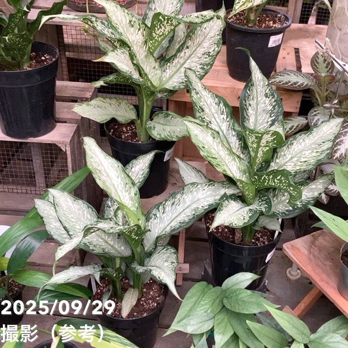 ディフェンバキア ティキ 5号｜観葉04-PA | 観葉・多肉 | 赤塚植物園