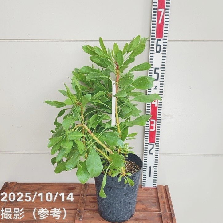 キングプロテア シナロイデス 6号｜花木04-PA | 花木・庭木,[珍しい