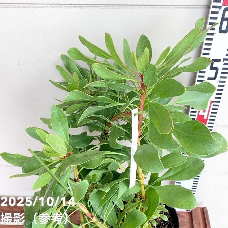 キングプロテア ②シナロイデス オージープランツ 観葉植物 観葉植物