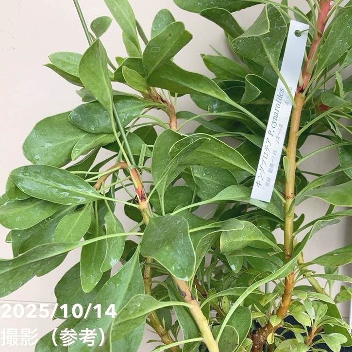 キングプロテア シナロイデス 6号｜花木04-PA | 花木・庭木,[珍しい