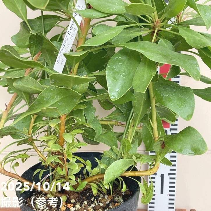 キングプロテア シナロイデス 6号｜花木04-PA | 花木・庭木,[珍しい