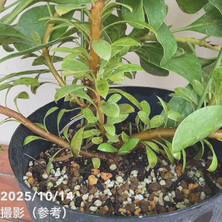 キングプロテア シナロイデス 6号｜花木04-PA | 花木・庭木,[珍しい