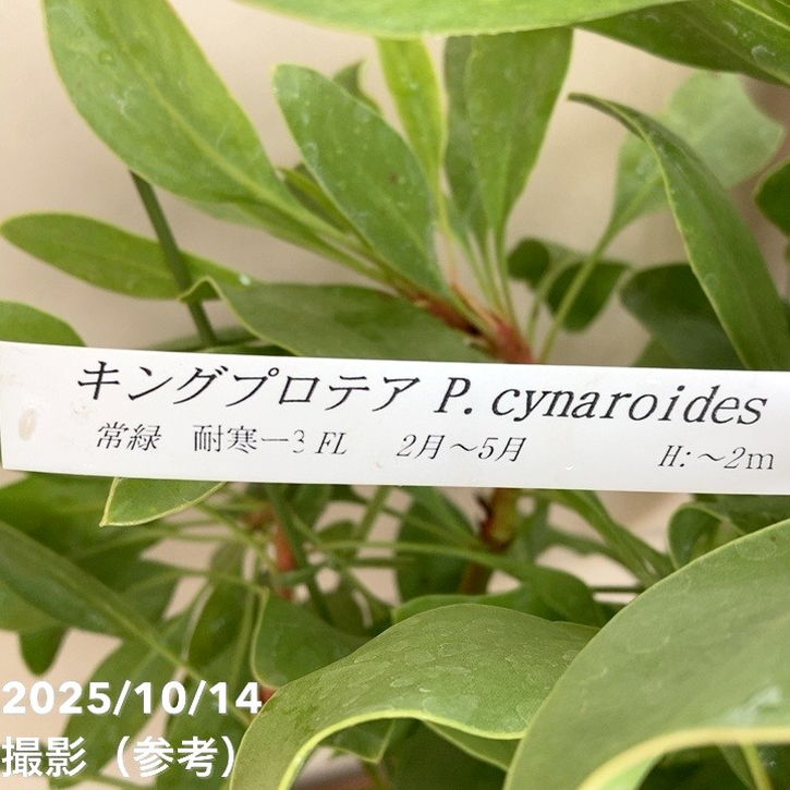 キングプロテア シナロイデス 6号｜花木04-PA | 花木・庭木,[珍しい