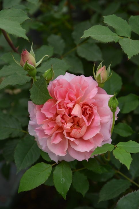 バラ大苗 ムーンライトソナタ 7号 ロサ・オリエンティスプログレッシオ