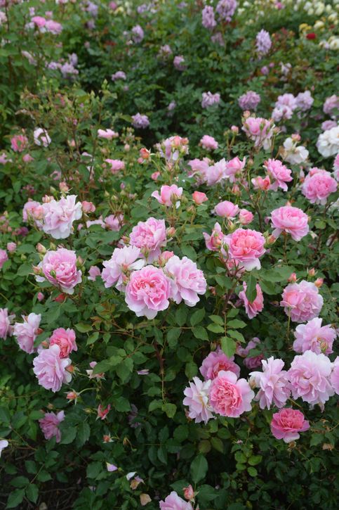 バラ大苗 ムーンライトソナタ 7号 ロサ・オリエンティスプログレッシオ