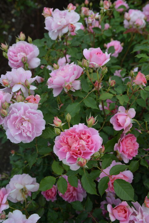 バラ大苗 ムーンライトソナタ 7号 ロサ・オリエンティスプログレッシオ