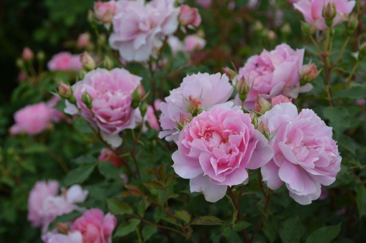 バラ大苗 ムーンライトソナタ 7号 ロサ・オリエンティスプログレッシオ