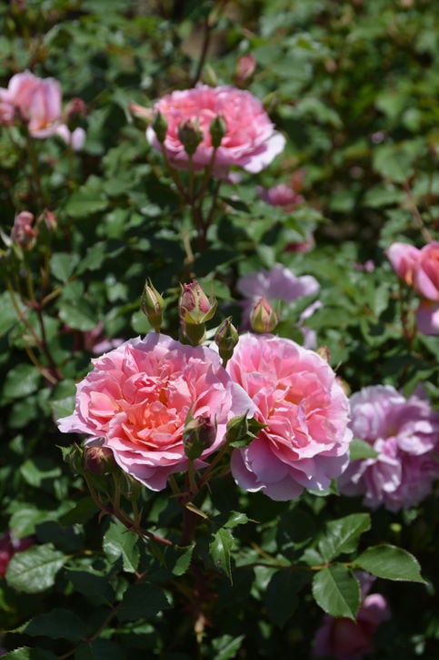 バラ大苗 ムーンライトソナタ 7号 ロサ・オリエンティスプログレッシオ