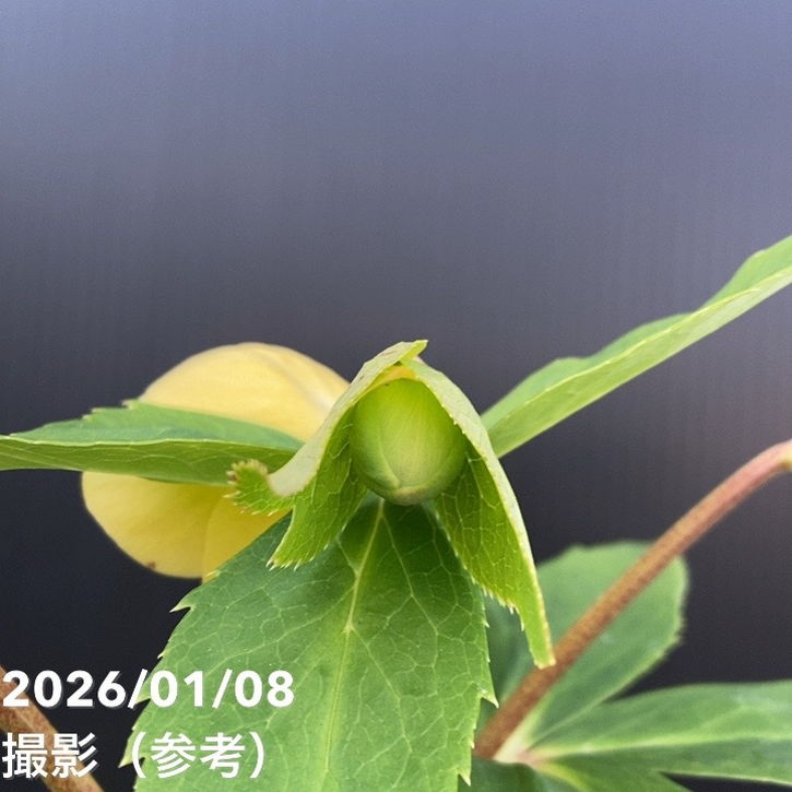 Winnieさま専用（原画）月下のローズガーデン ほか　3点おまとめ 20251016114817_花菜ガーデン (1