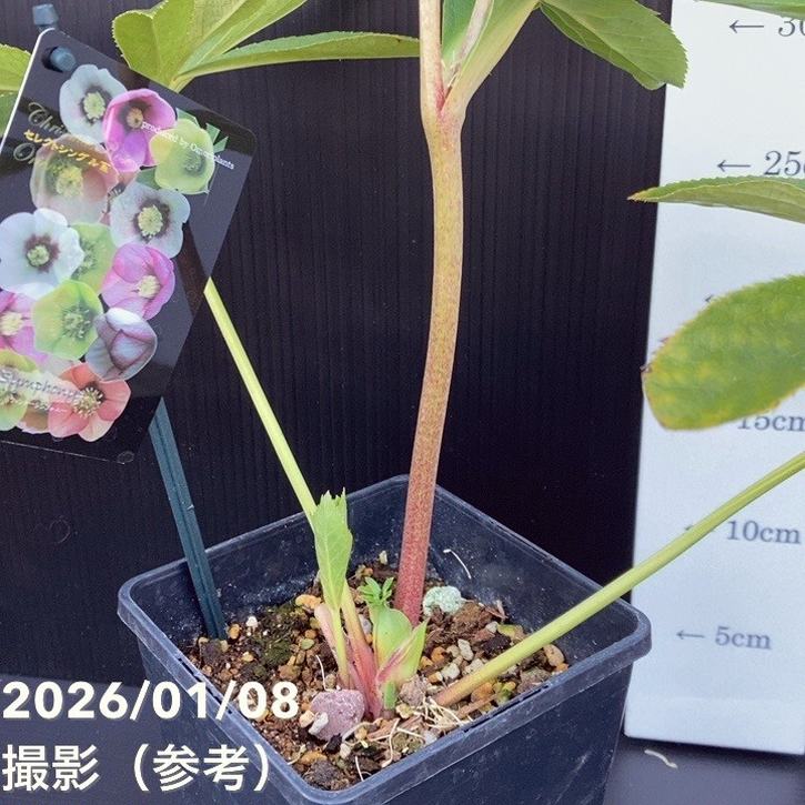 Winnieさま専用（原画）月下のローズガーデン ほか　3点おまとめ 終了】2023年7月1～9日十勝ヒルズのRose Week2023 – Gadenetガデネット