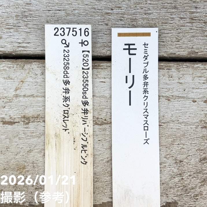 一点物】加藤農園 クリスマスローズ モーリー 4.5号（KT11）｜山野04