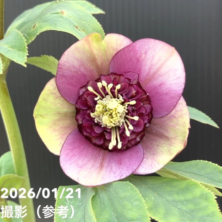 一点物】加藤農園 クリスマスローズ モーリー 4.5号（KT11）｜山野04