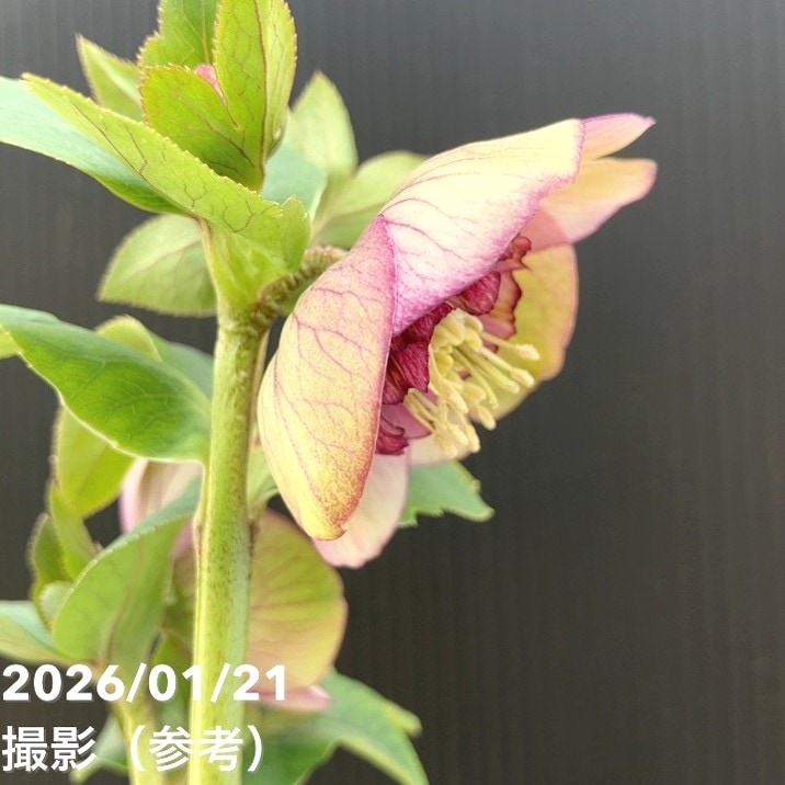 一点物】加藤農園 クリスマスローズ モーリー 4.5号（KT11）｜山野04