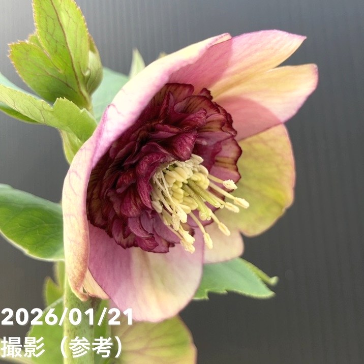 一点物】加藤農園 クリスマスローズ モーリー 4.5号（KT11）｜山野04