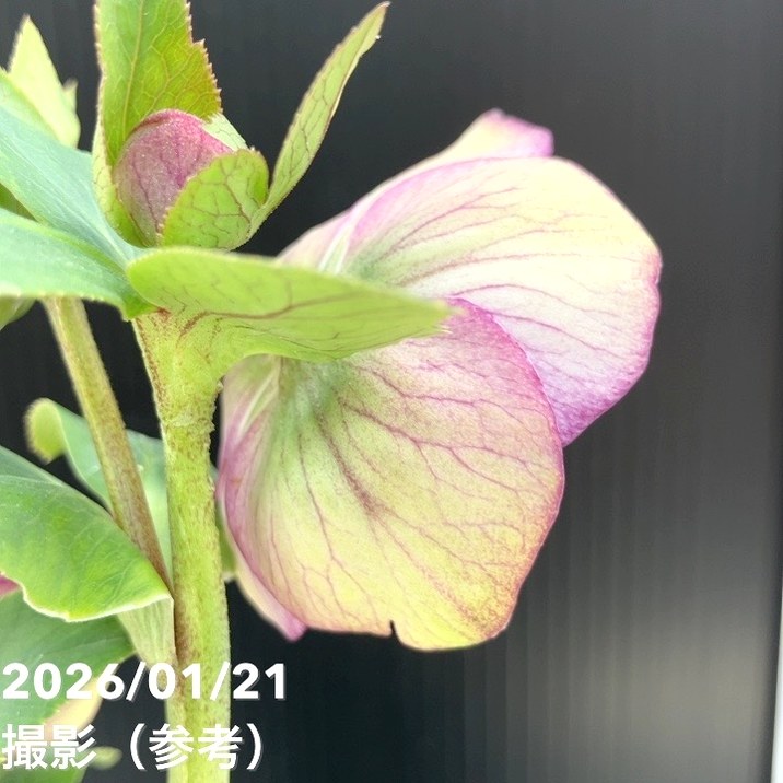 一点物】加藤農園 クリスマスローズ モーリー 4.5号（KT11）｜山野04