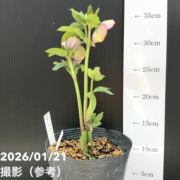 一点物】加藤農園 クリスマスローズ モーリー 4.5号（KT11）｜山野04