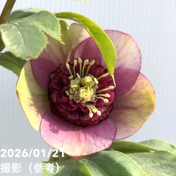 一点物】加藤農園 クリスマスローズ モーリー 4.5号（KT11）｜山野04