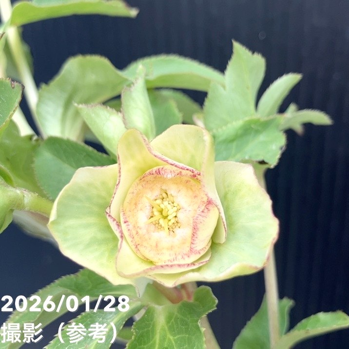 一点物】加藤農園 多弁クリスマスローズ アフロディーテ 4.5号（KT74