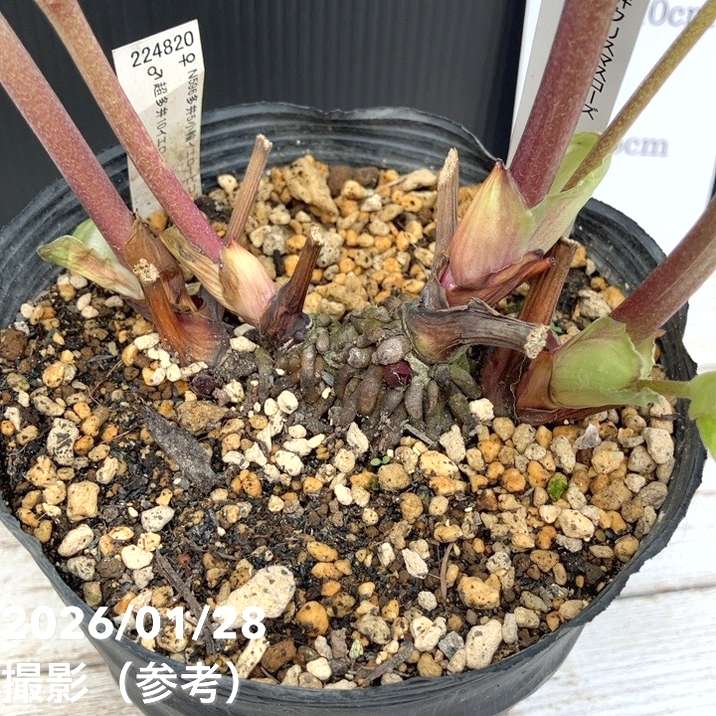 一点物】加藤農園 多弁クリスマスローズ アフロディーテ 4.5号（KT74