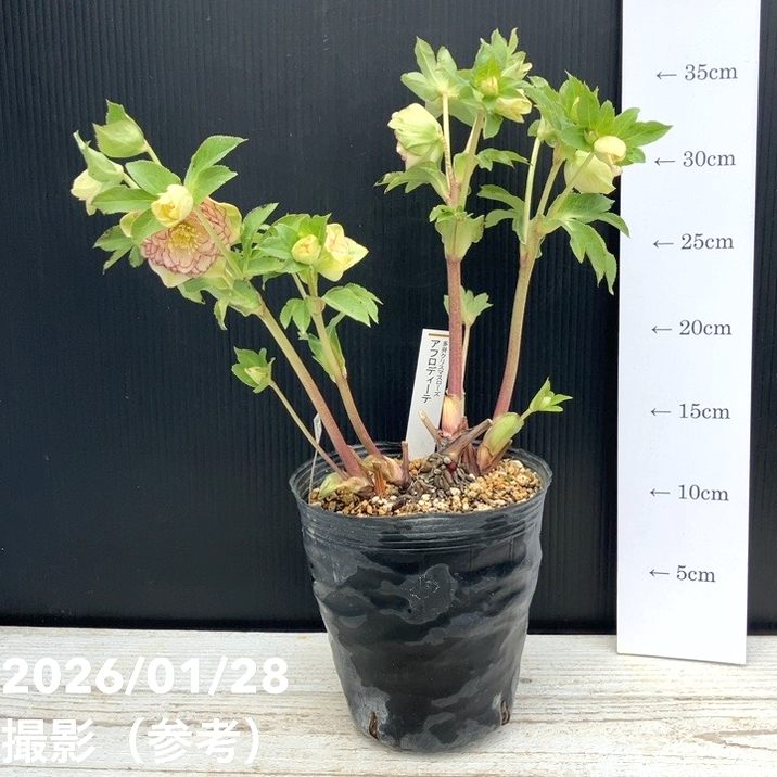 お買い得一点物咲き進み株】加藤農園 多弁クリスマスローズ