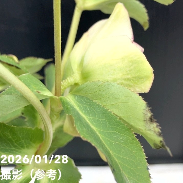 お買い得一点物咲き進み株】加藤農園 多弁クリスマスローズ