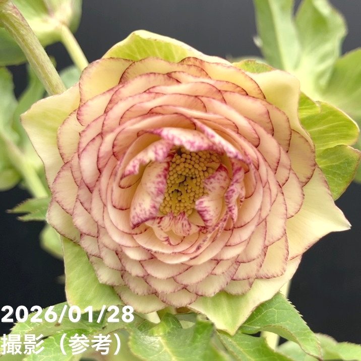 一点物】加藤農園 多弁クリスマスローズ アフロディーテ 4.5号（KT74