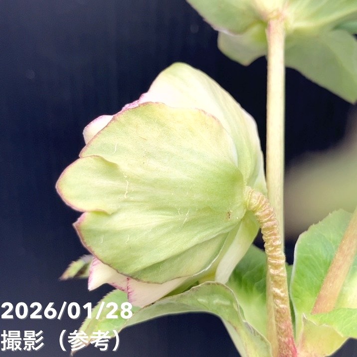 お買い得一点物咲き進み株】加藤農園 多弁クリスマスローズ