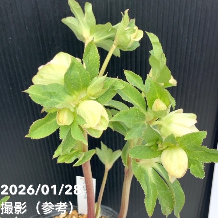 お買い得一点物咲き進み株】加藤農園 多弁クリスマスローズ