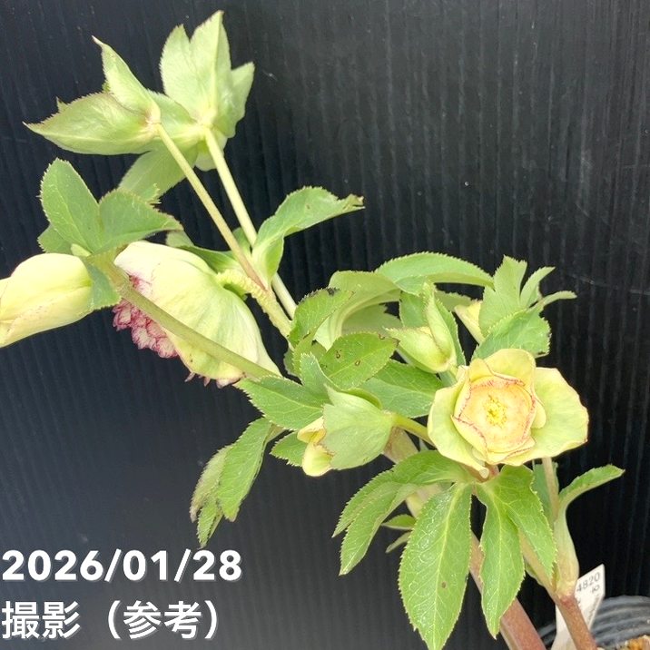 お買い得一点物咲き進み株】加藤農園 多弁クリスマスローズ