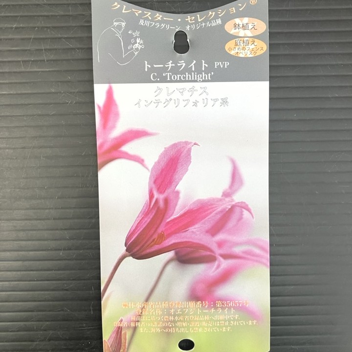 クレマチス インテグリフォリア系(半つる性)トーチライト 4号 PVP|草花10-TU