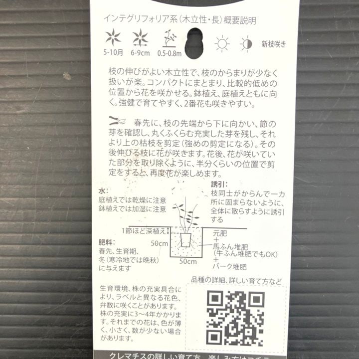 クレマチス インテグリフォリア系(半つる性)トーチライト 4号 PVP|草花10-TU