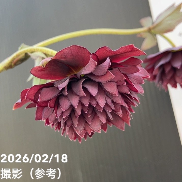 一点物】広瀬園芸 クリスマスローズ 4.5号（HR29）｜山野04-PA | 草花