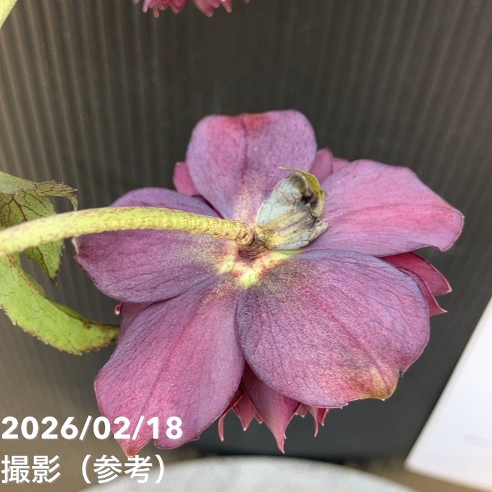 一点物】広瀬園芸 クリスマスローズ 4.5号（HR29）｜山野04-PA | 草花