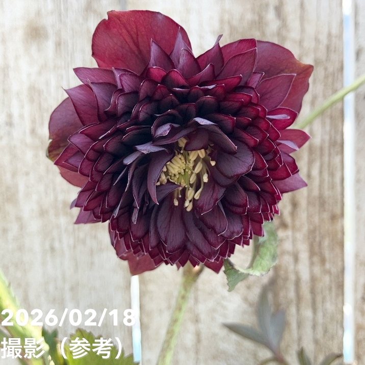 一点物】広瀬園芸 クリスマスローズ 4.5号（HR29）｜山野04-PA | 草花