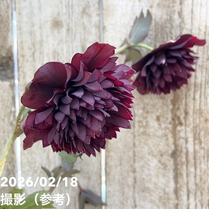 一点物】広瀬園芸 クリスマスローズ 4.5号（HR29）｜山野04-PA | 草花