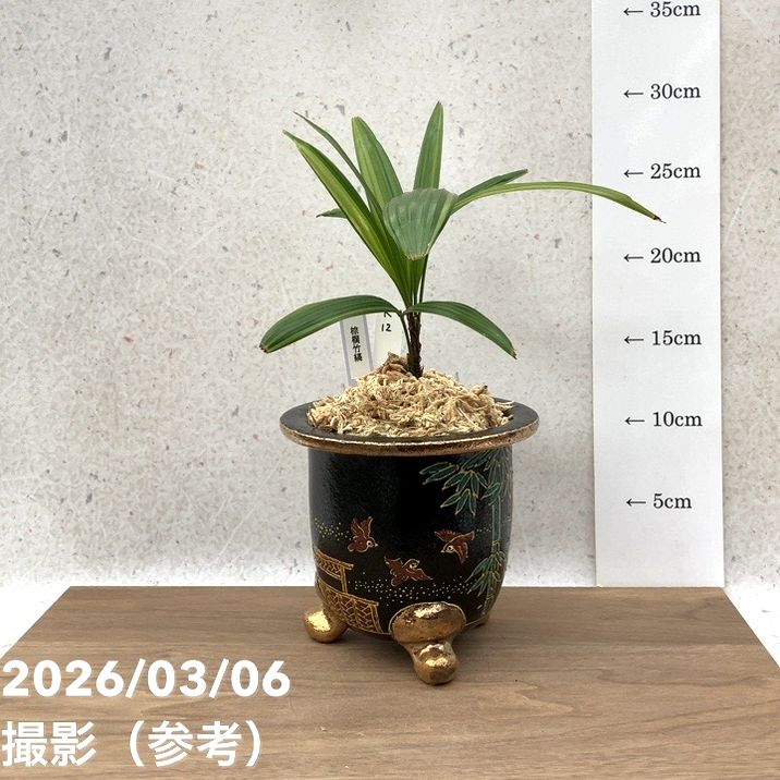 現品お届け】観音竹 カンノンチク 棕梠竹縞（棕櫚竹縞）しゅろちくしま