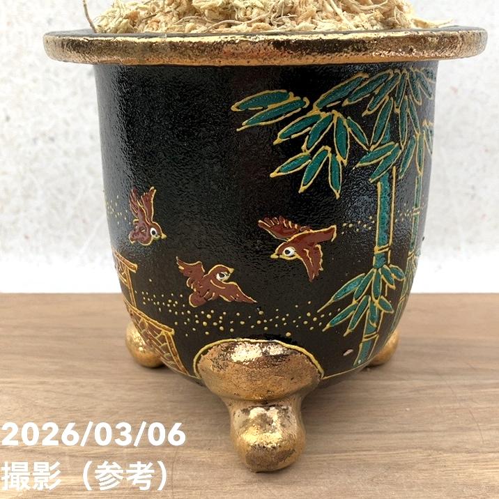 現品お届け】観音竹 カンノンチク 棕梠竹縞（棕櫚竹縞）しゅろちくしま