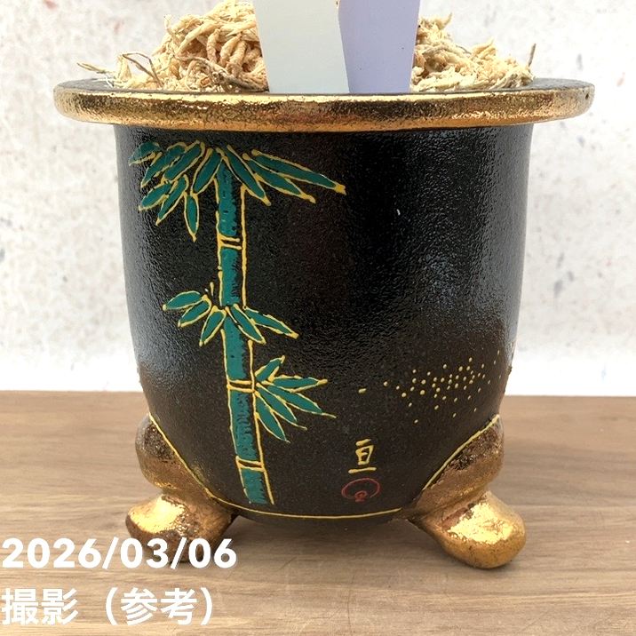 現品お届け】観音竹 カンノンチク 棕梠竹縞（棕櫚竹縞）しゅろちくしま