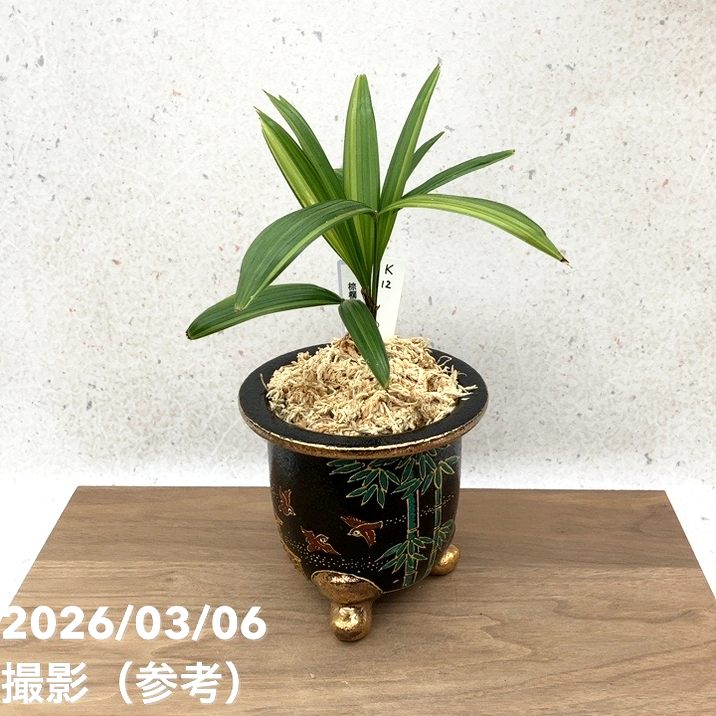 観音竹　カンノンチク　16 その他観葉植物