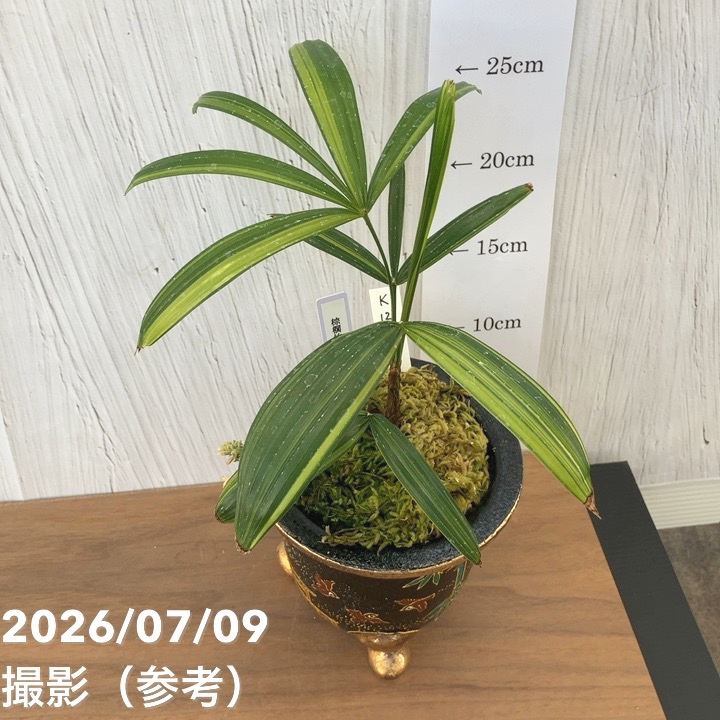 決算P5倍！10%OFF！8/2まで】【現品お届け】観音竹 カンノンチク 棕梠