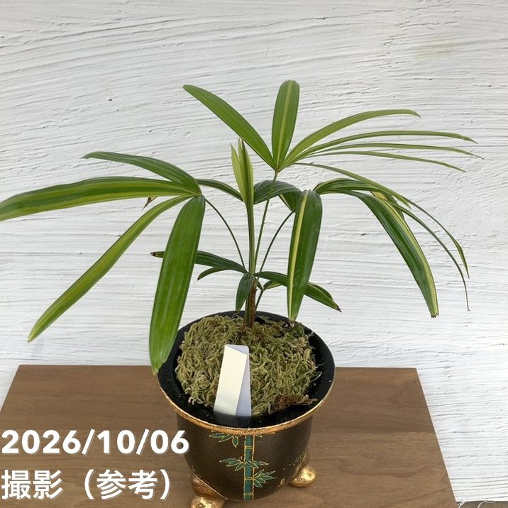 お買い得！1/5まで】【現品お届け】観音竹 カンノンチク 棕梠竹縞