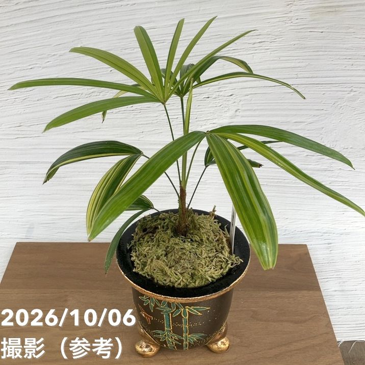 お買い得！1/5まで】【現品お届け】観音竹 カンノンチク 棕梠竹縞