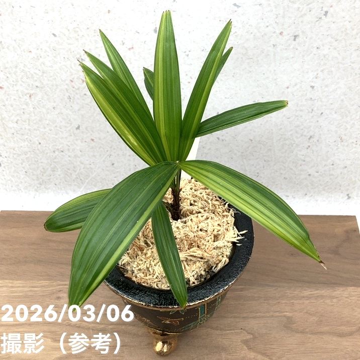 観音竹　カンノンチク　16 観音竹(カンノンチク) カンノンチク 観音竹 5号/1個売り 観葉植物 その他観葉植物