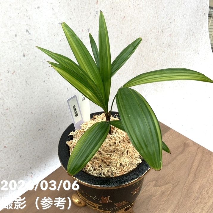 現品お届け】観音竹 カンノンチク 棕梠竹縞（棕櫚竹縞）しゅろちくしま