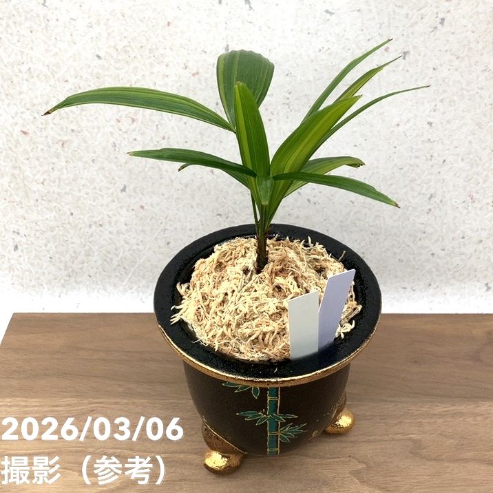 現品お届け】観音竹 カンノンチク 棕梠竹縞（棕櫚竹縞）しゅろちくしま