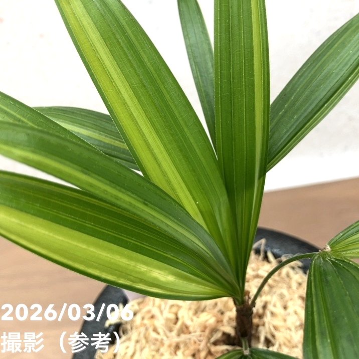 現品お届け】観音竹 カンノンチク 棕梠竹縞（棕櫚竹縞）しゅろちくしま